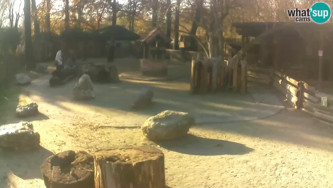 Zoo Zagreb – Rjava kapucinka