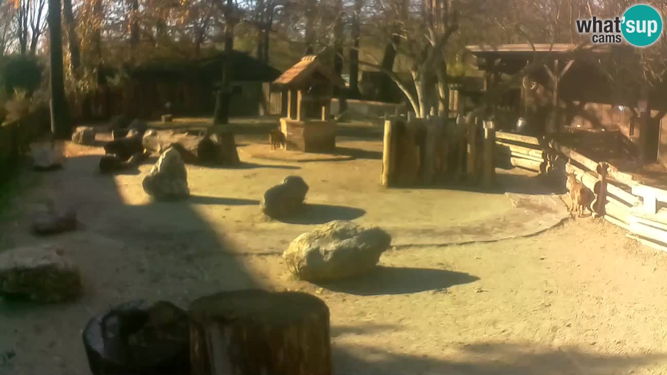 Zoo Zagreb – Cebo dai cornetti