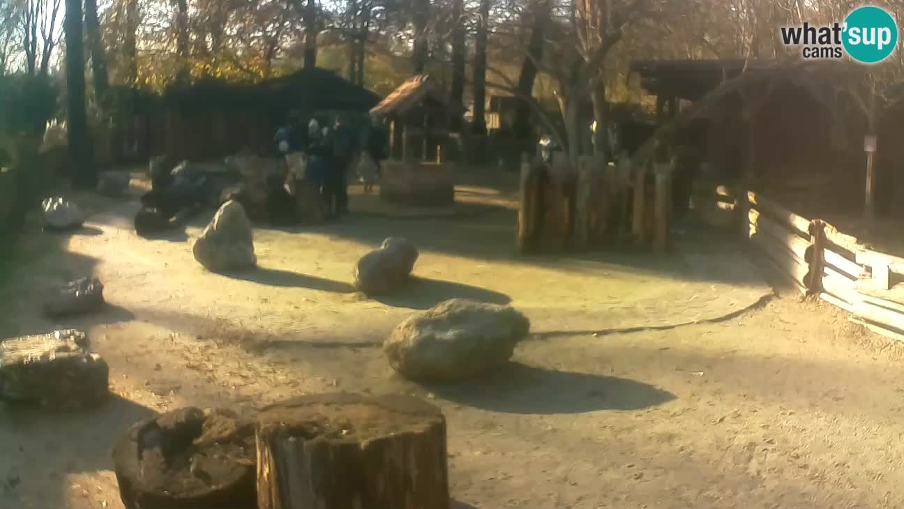 Zoo Zagreb – Rjava kapucinka