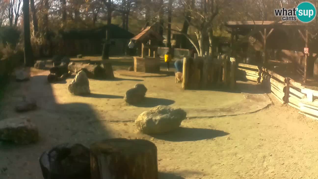 Zoo Zagreb – Rjava kapucinka