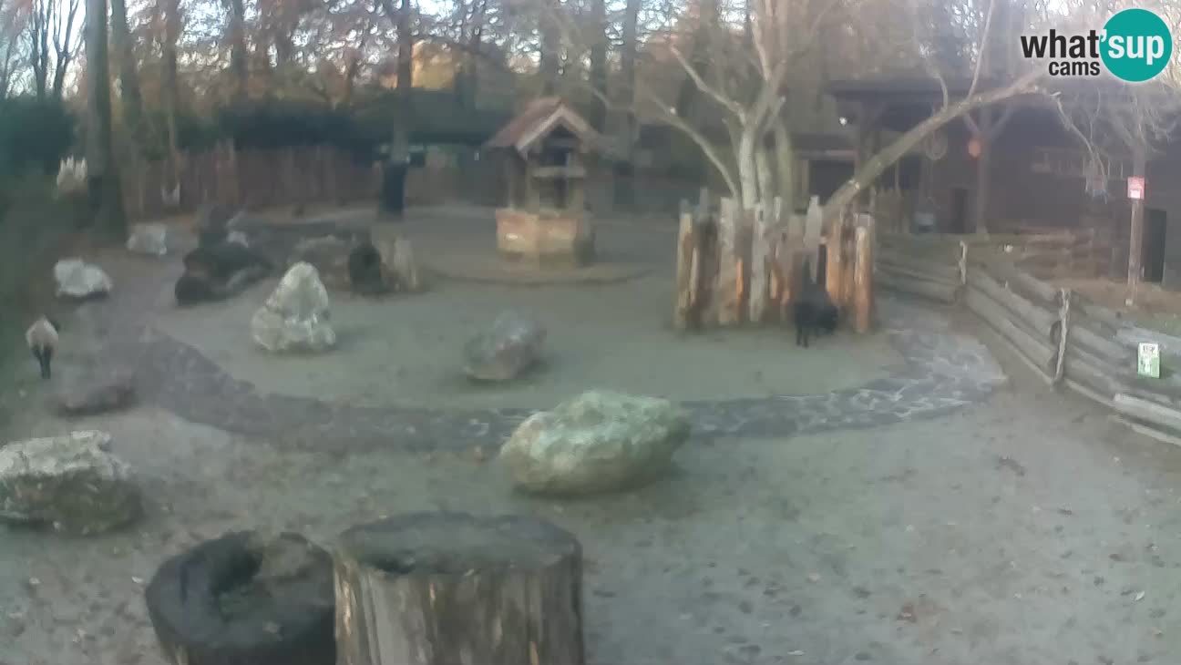 Zoo Zagreb – Cebo dai cornetti