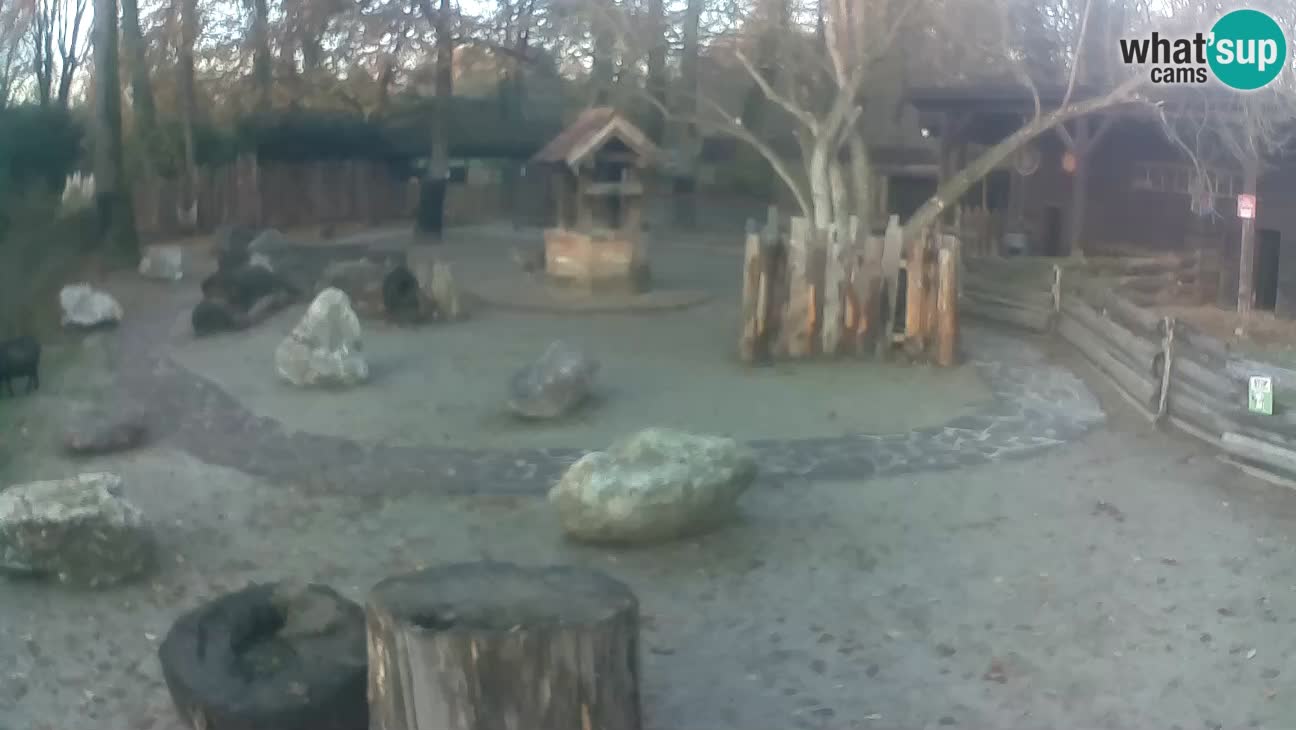 Zoo Zagreb – Haubenkapuziner