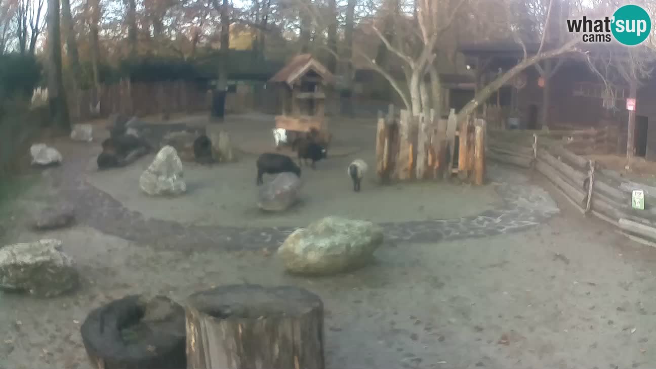 Zoo Zagreb – Haubenkapuziner