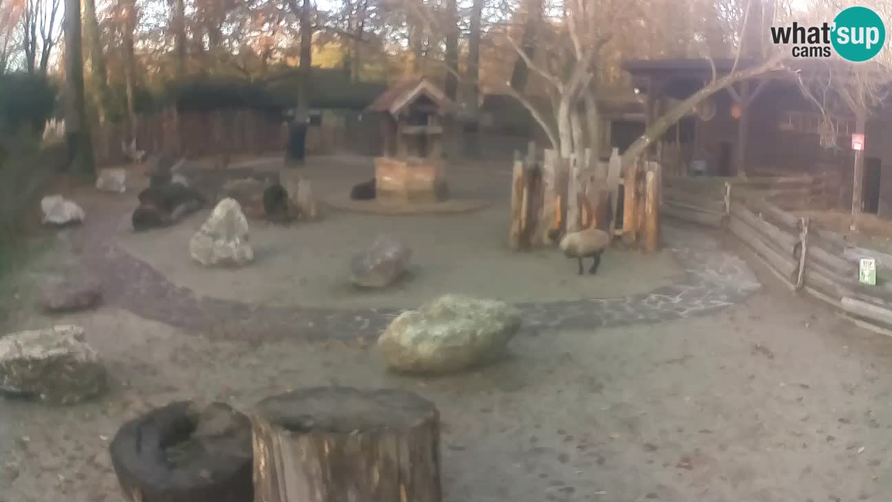 Zoo Zagreb –  Mono maicero