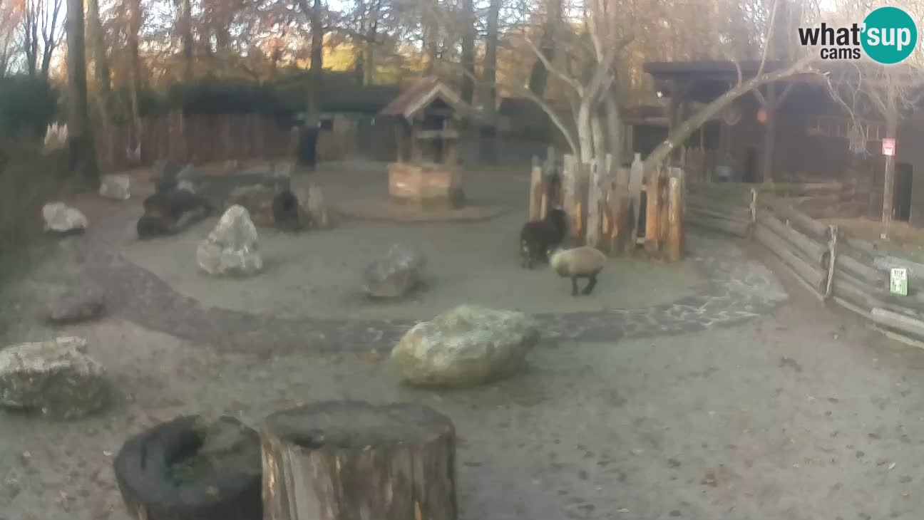 Zoo Zagreb – Rjava kapucinka