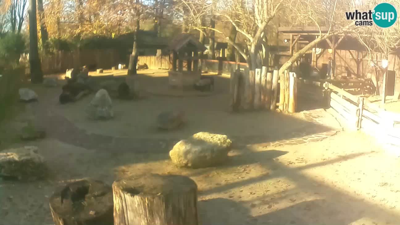 Zoo Zagreb –  Mono maicero