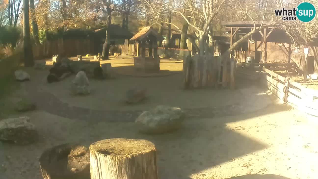 Zoo Zagreb – Cebo dai cornetti