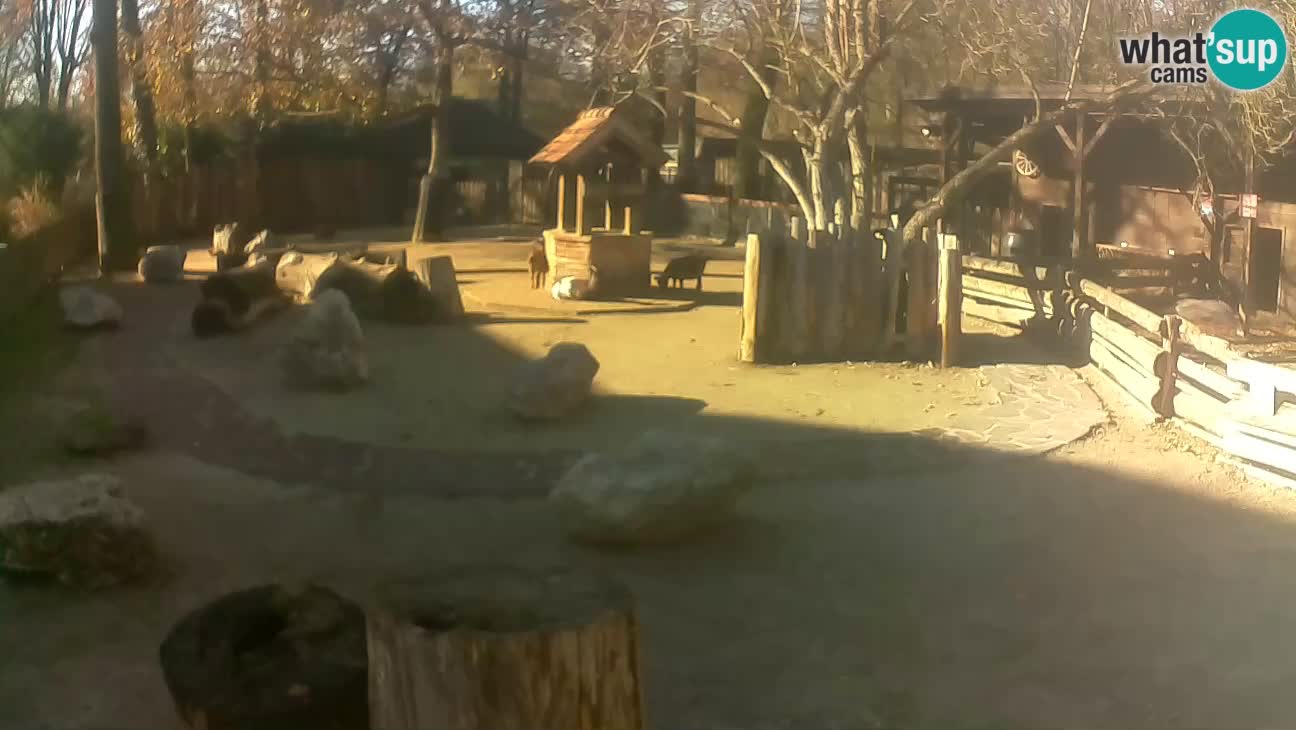 Zoo Zagreb – Cebo dai cornetti