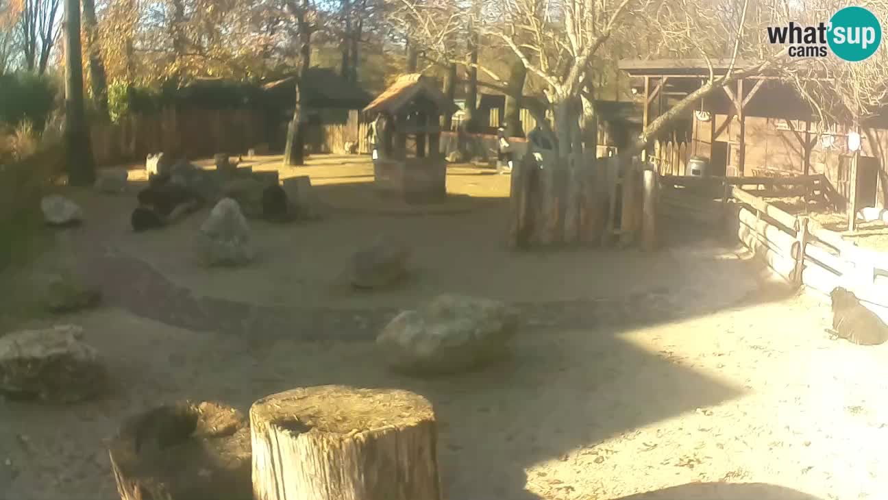 Zoo Zagreb – Haubenkapuziner