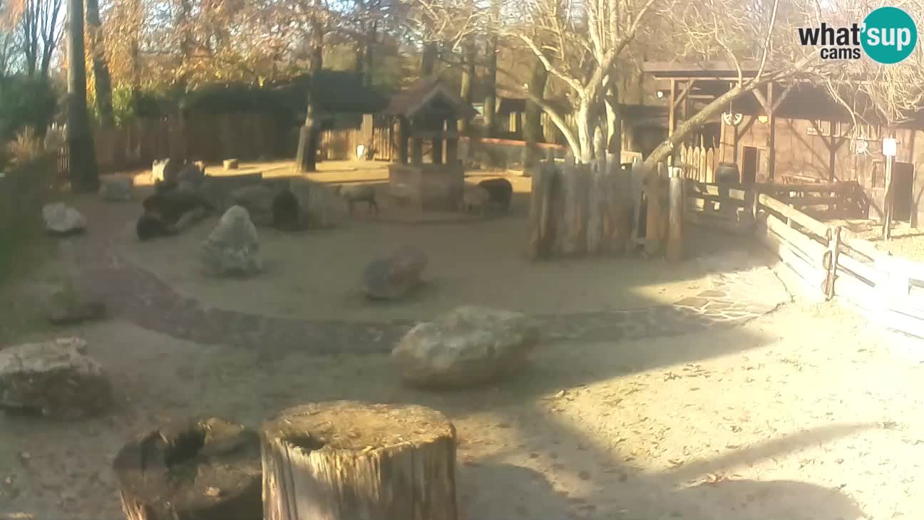 Zoo Zagreb – Cebo dai cornetti