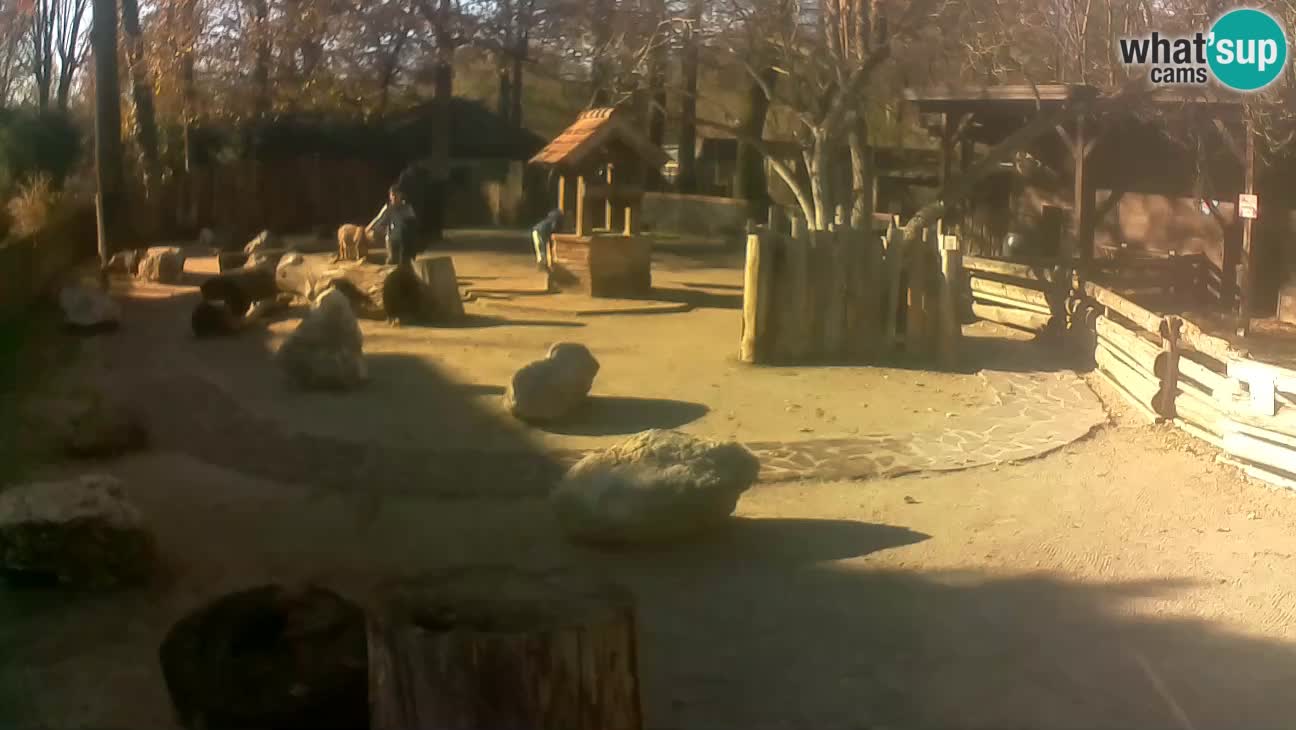 Zoo Zagreb –  Mono maicero