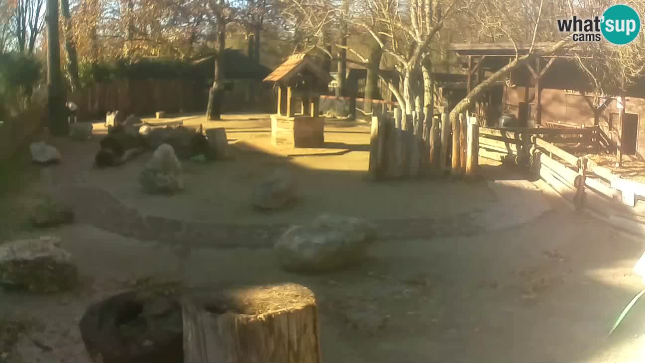 Zoo Zagreb – Rjava kapucinka