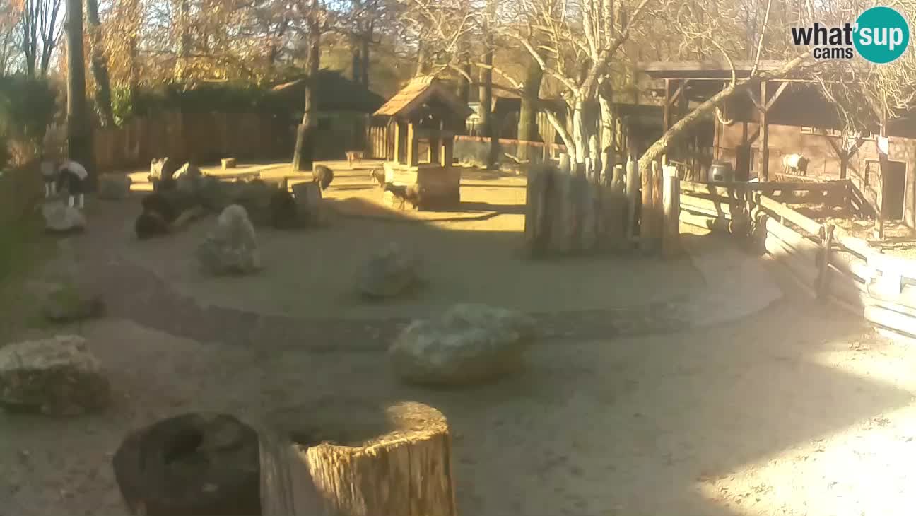 Zoo Zagreb – Rjava kapucinka