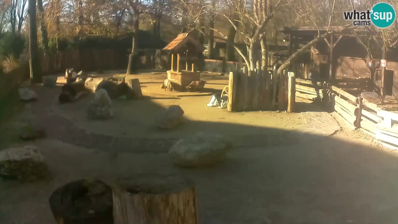 Zoo Zagreb – Rjava kapucinka