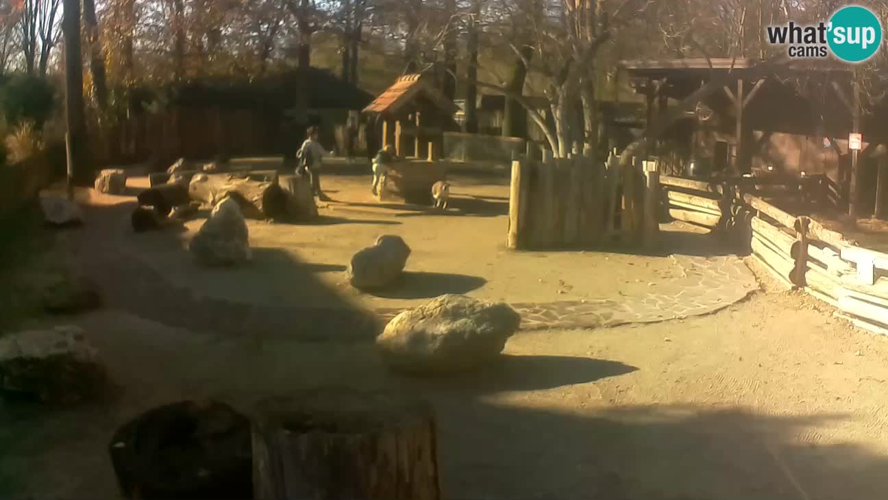 Zoo Zagreb – Rjava kapucinka