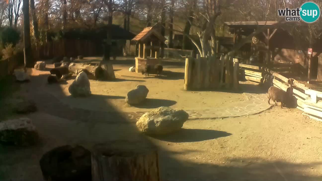 Zoo Zagreb – Cebo dai cornetti