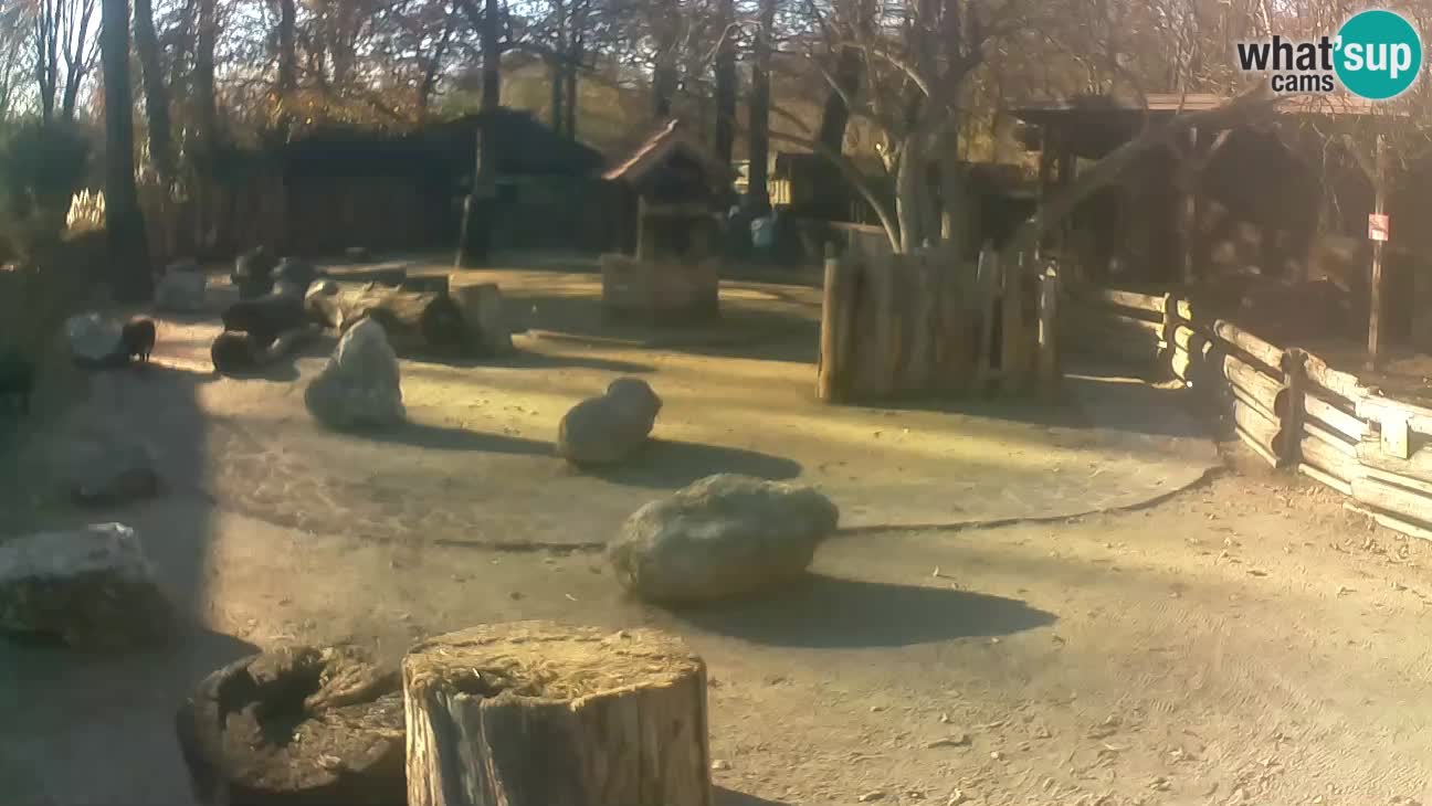 Zoo Zagreb – Rjava kapucinka