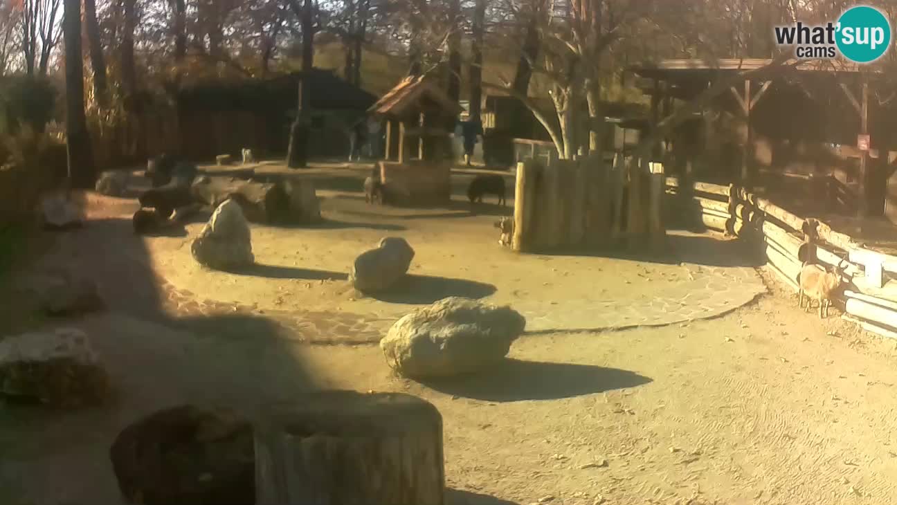 Zoo Zagreb – Rjava kapucinka