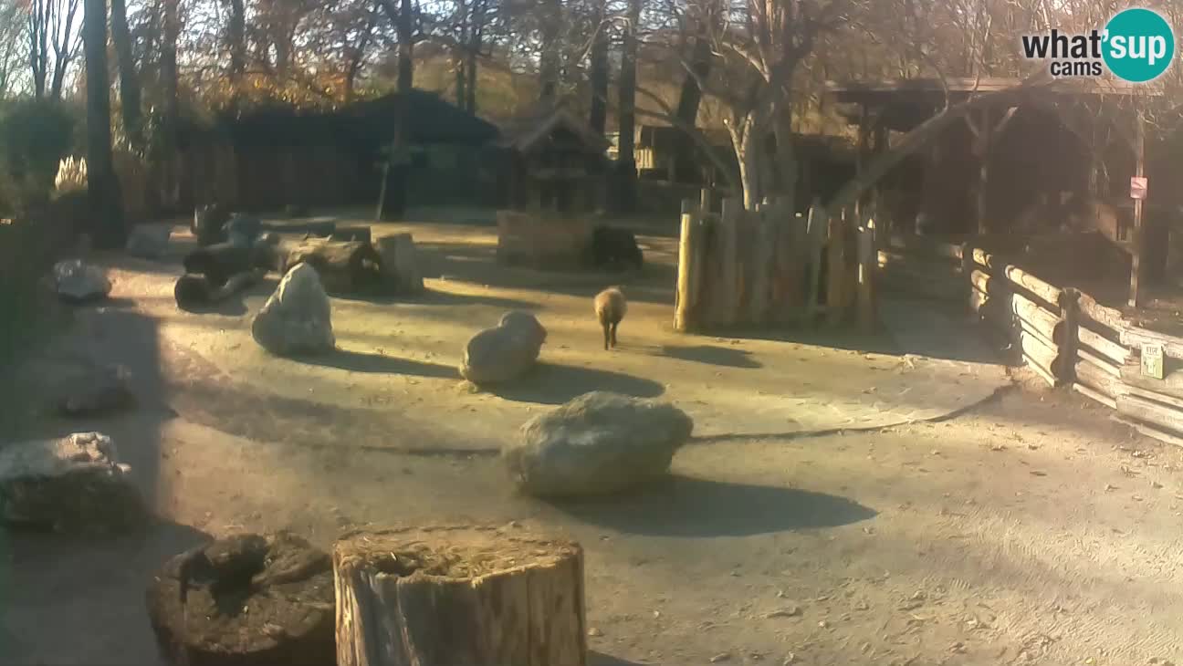 Zoo Zagreb –  Mono maicero