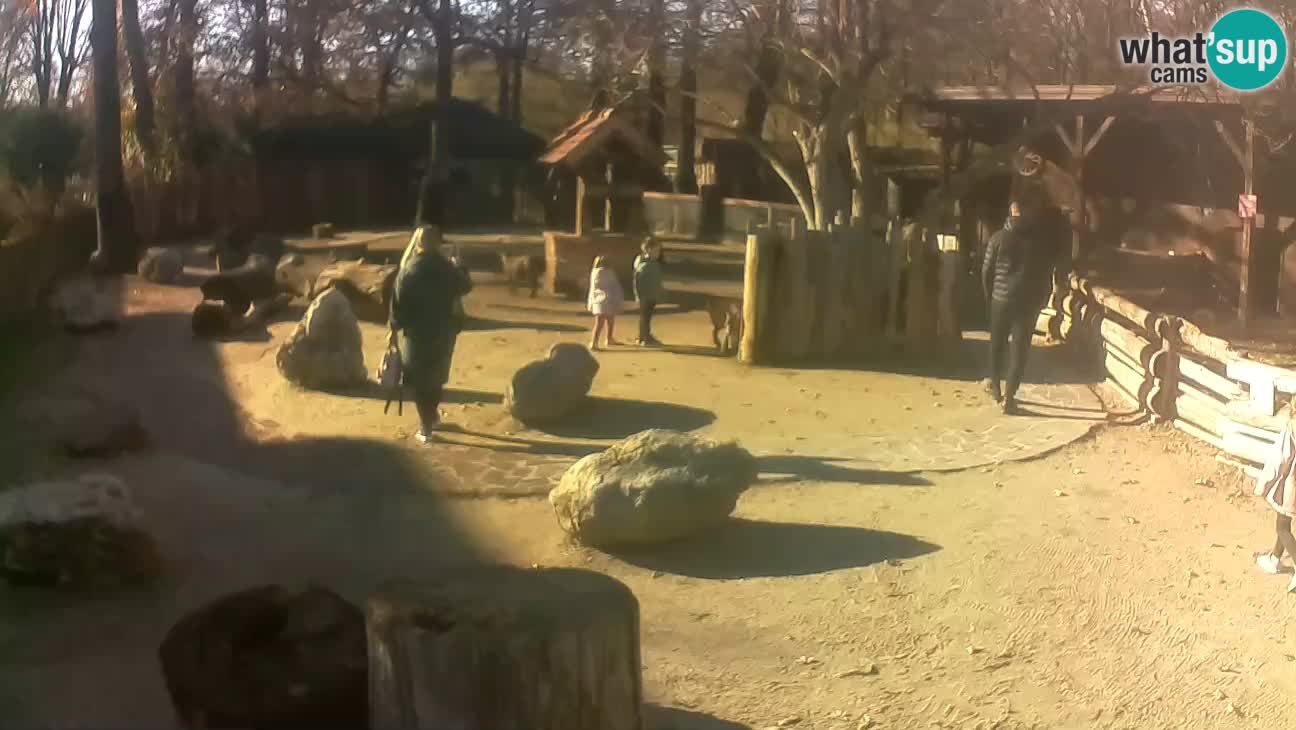 Zoo Zagreb – Rjava kapucinka