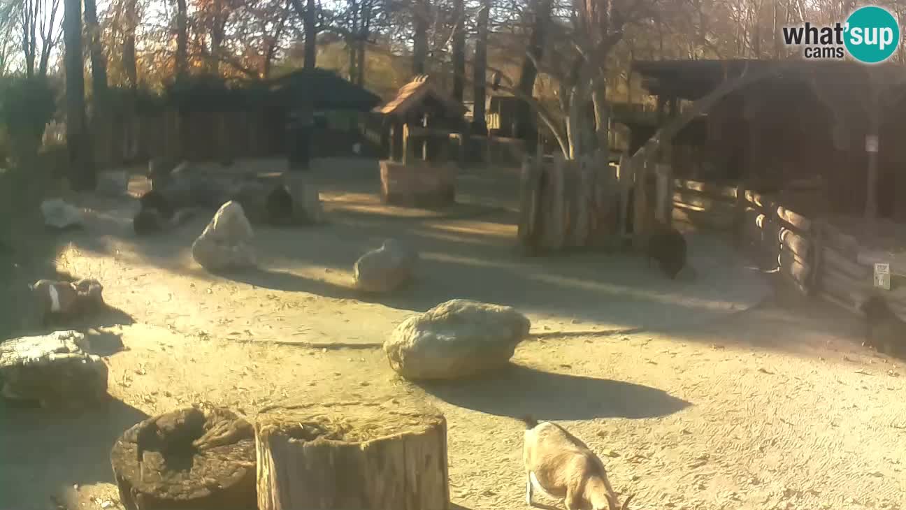 Zoo Zagreb – Rjava kapucinka