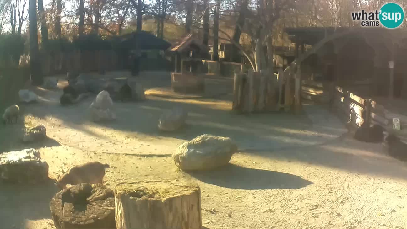 Zoo Zagreb –  Mono maicero