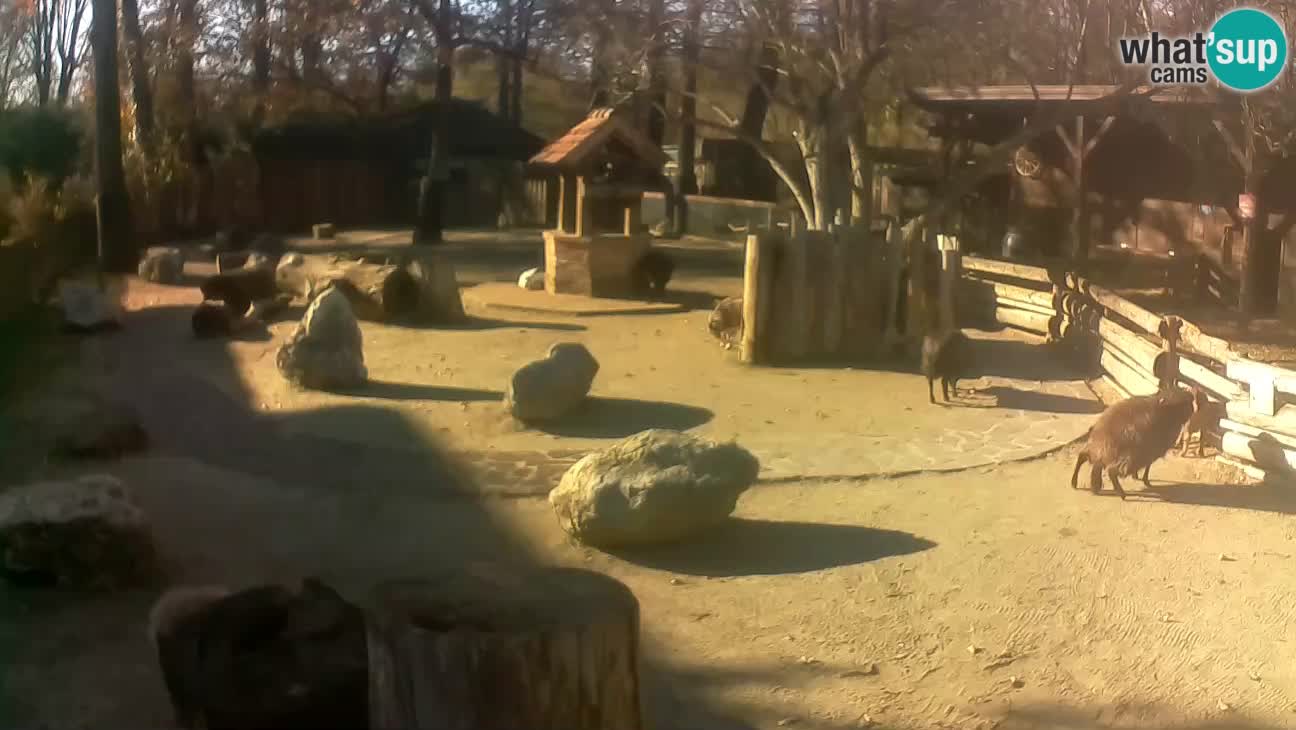 Zoo Zagreb – Haubenkapuziner