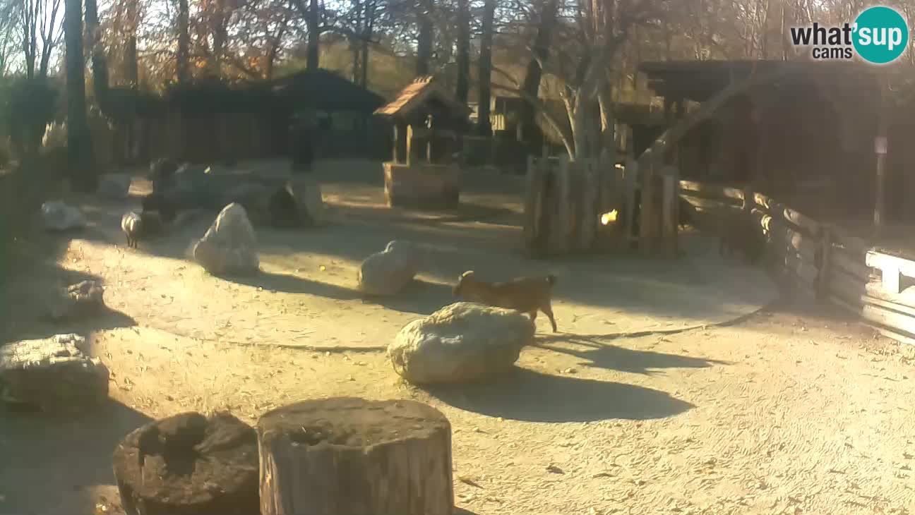 Zoo Zagreb –  Mono maicero