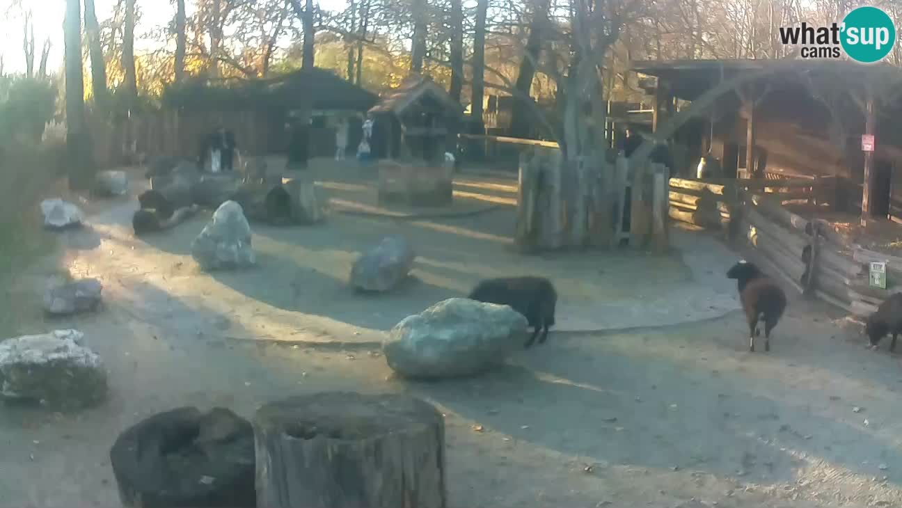 Zoo Zagreb – Cebo dai cornetti