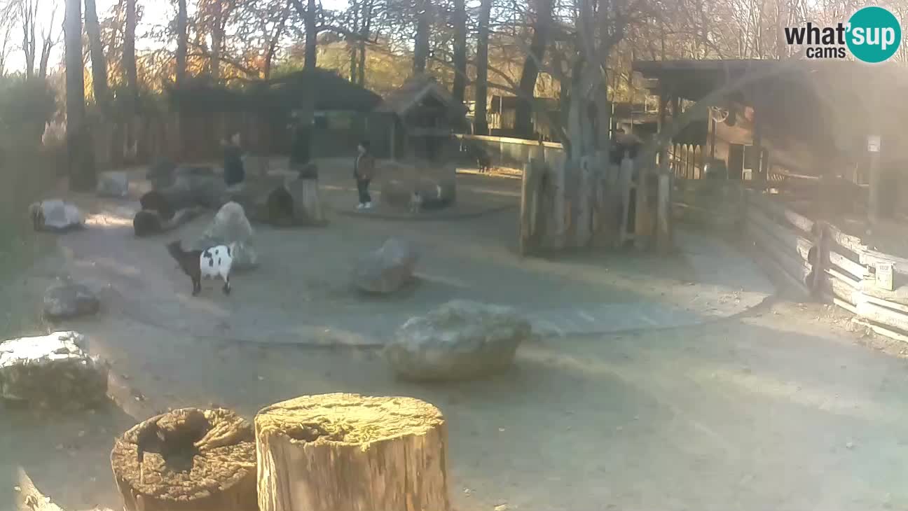 Zoo Zagreb – Cebo dai cornetti