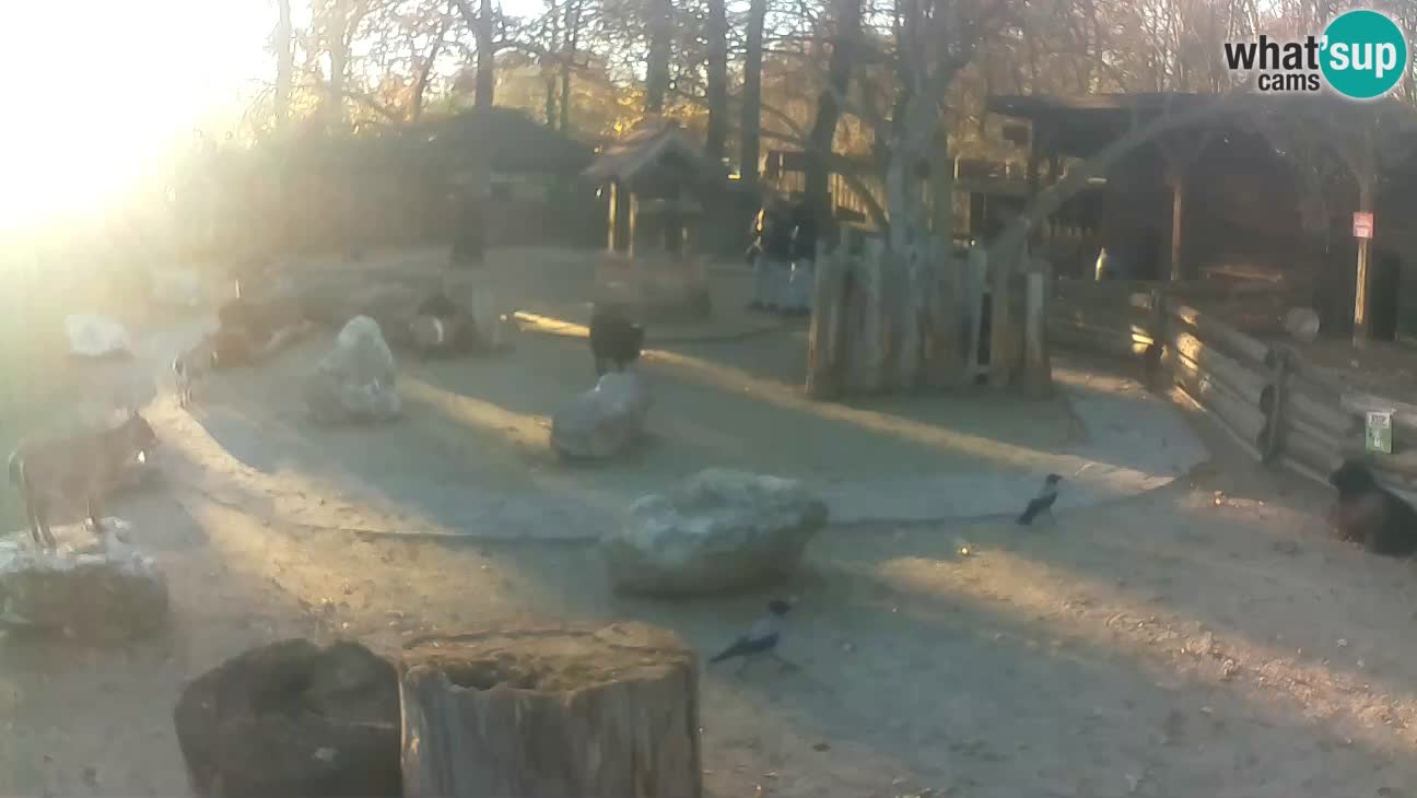 Zoo Zagreb – Cebo dai cornetti