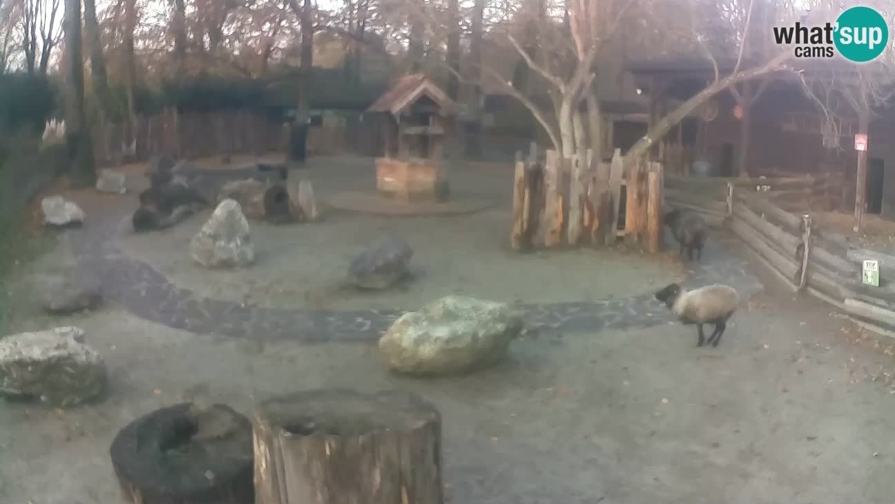 Zoo Zagreb –  Mono maicero