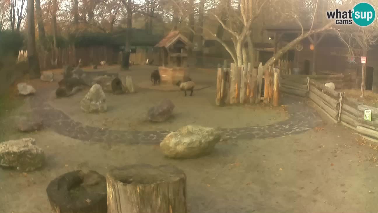 Zoo Zagreb – Haubenkapuziner