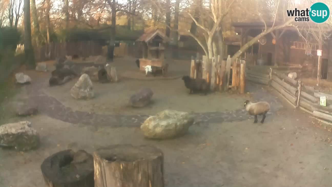 Zoo Zagreb – Cebo dai cornetti