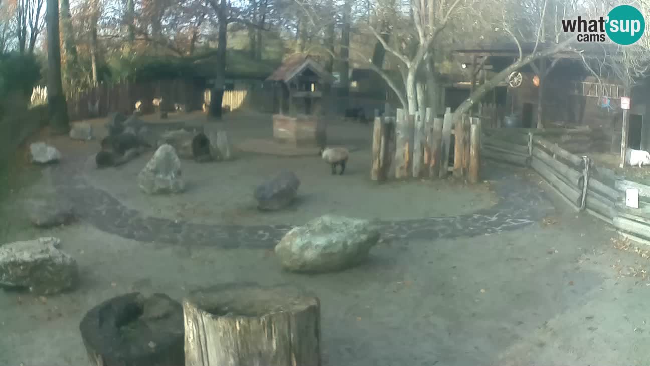 Zoo Zagreb –  Mono maicero