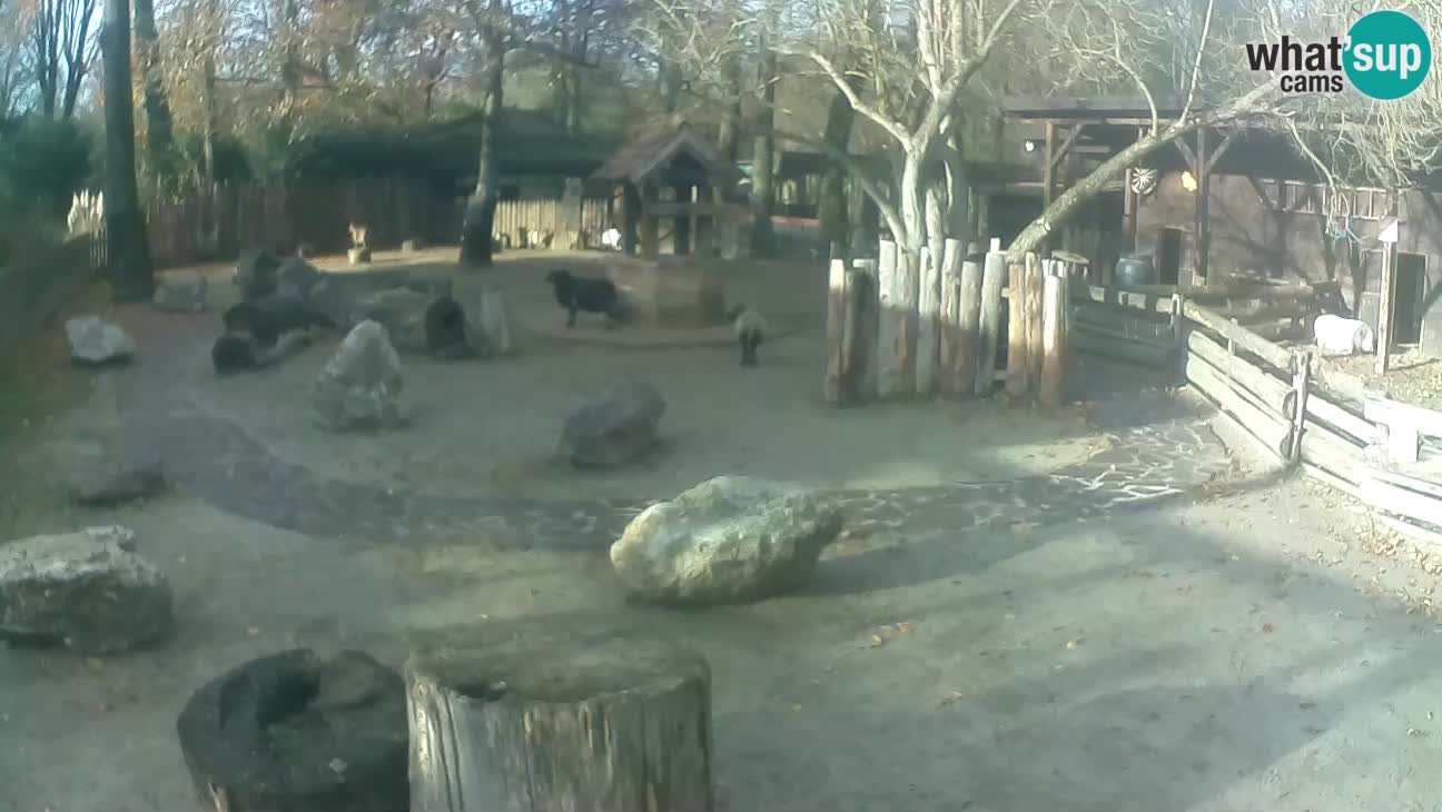 Zoo Zagreb – Haubenkapuziner