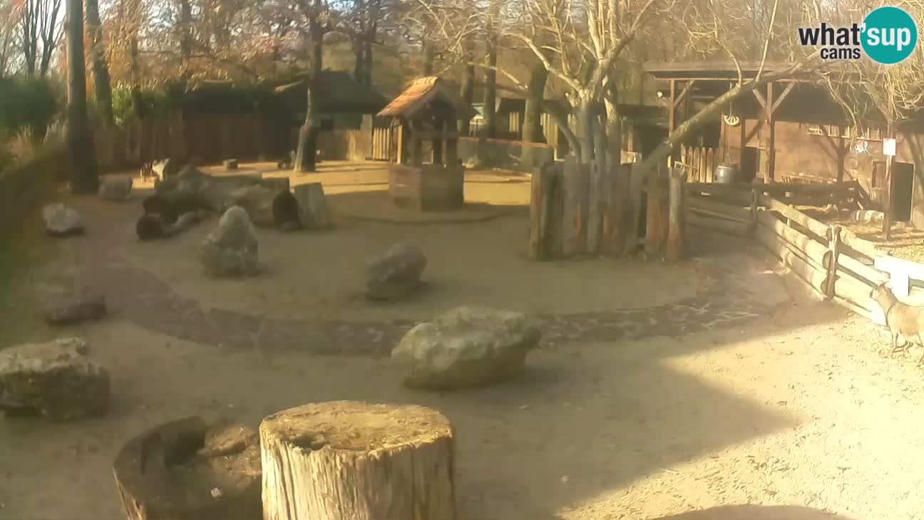 Zoo Zagreb – Rjava kapucinka