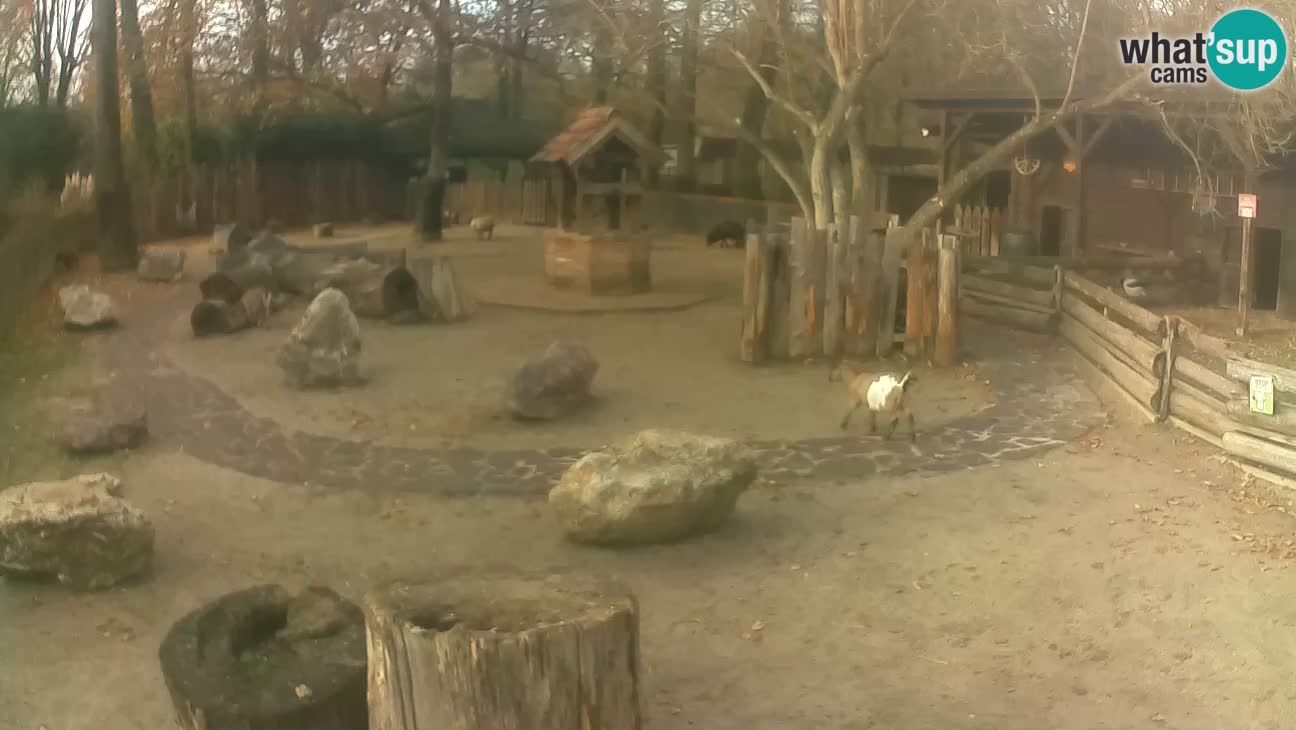 Zoo Zagreb – Rjava kapucinka