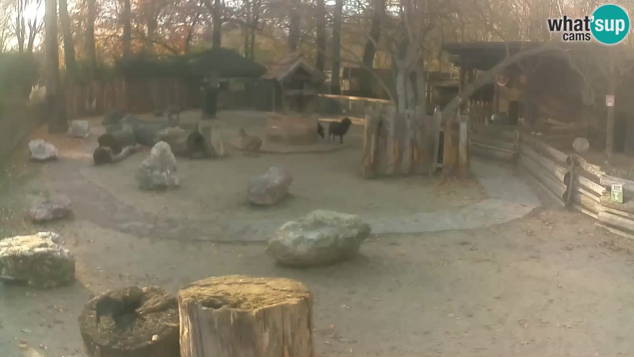 Zoo Zagreb – Cebo dai cornetti