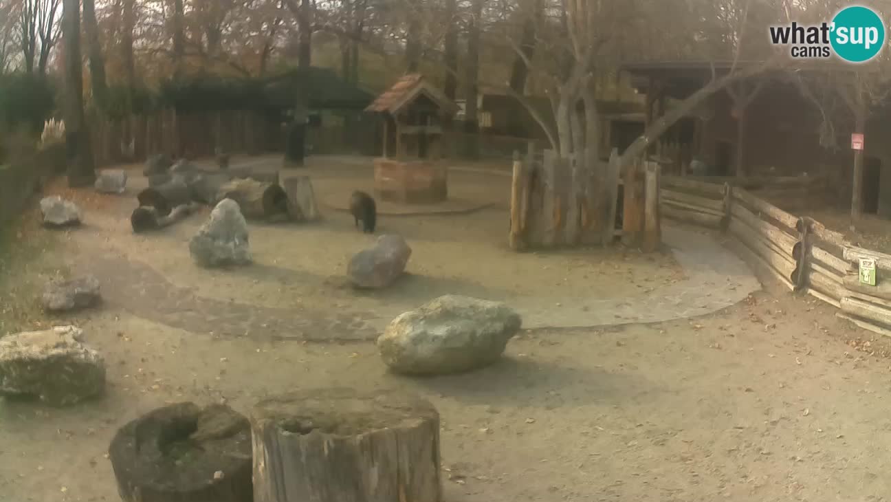 Zoo Zagreb – Cebo dai cornetti