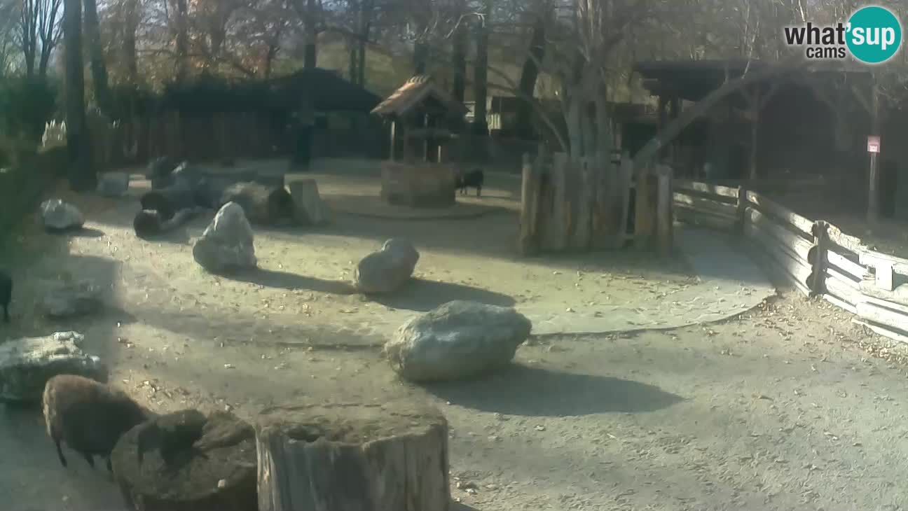 Zoo Zagreb –  Mono maicero