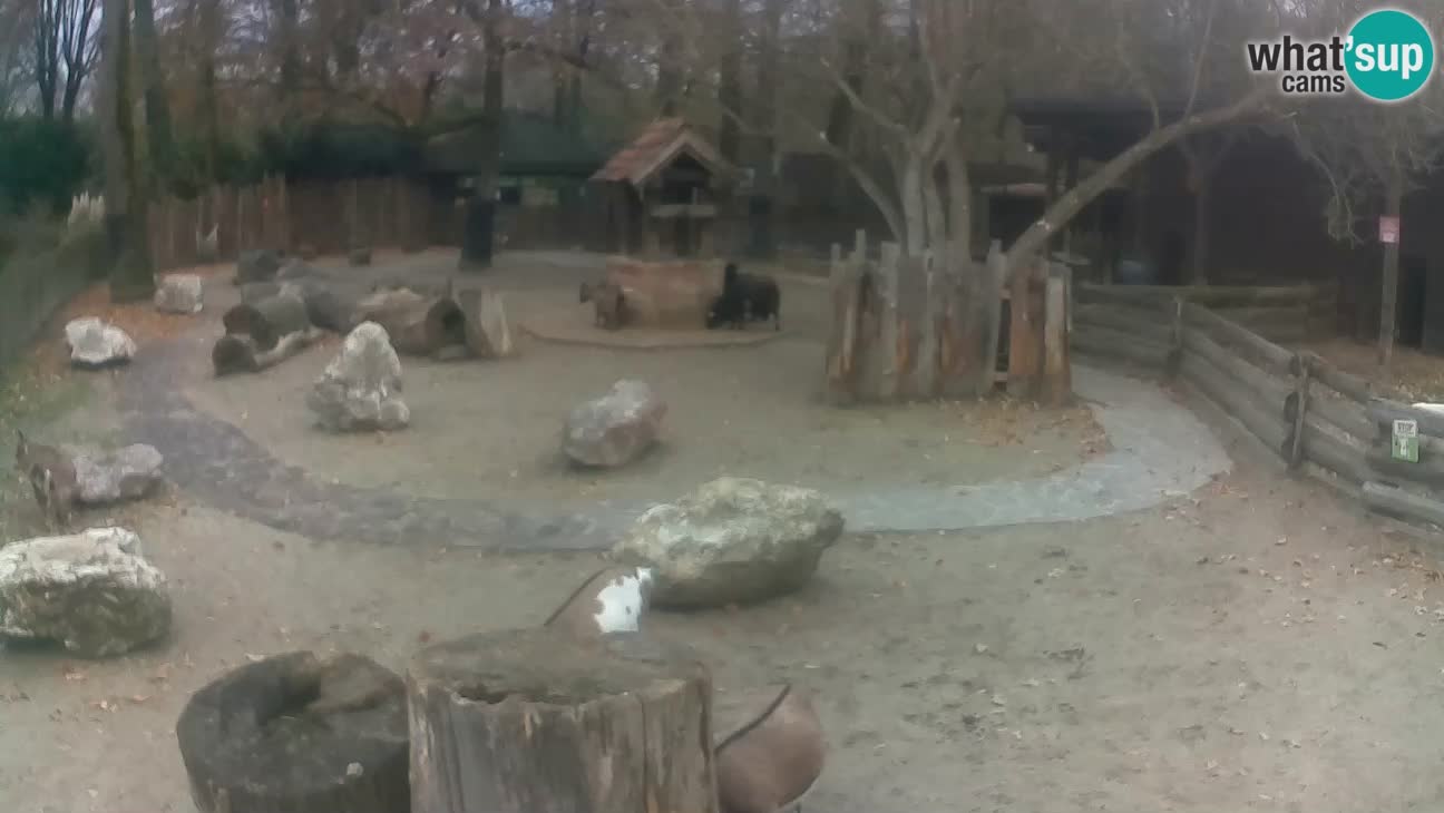 Zoo Zagreb – Cebo dai cornetti