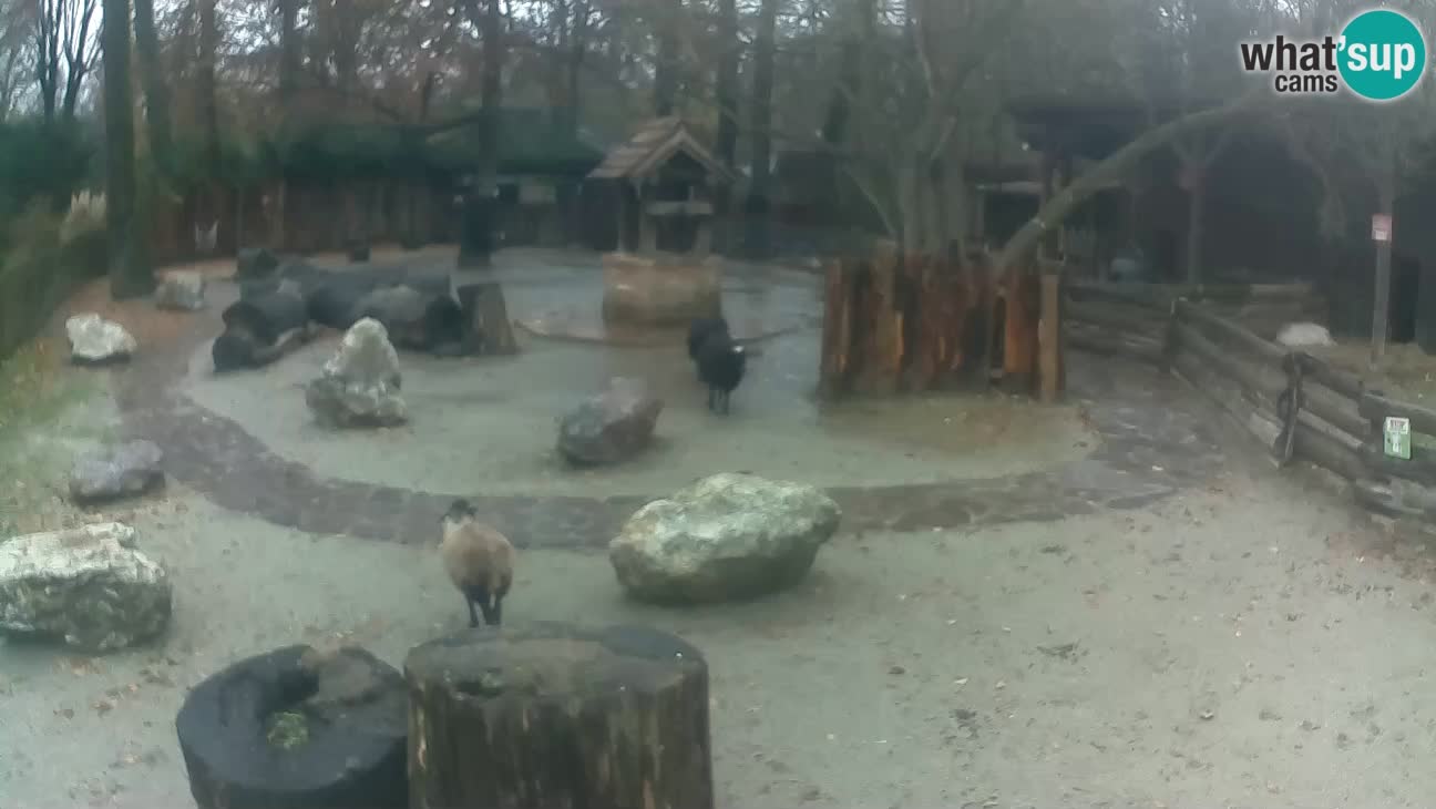 Zoo Zagreb – Rjava kapucinka