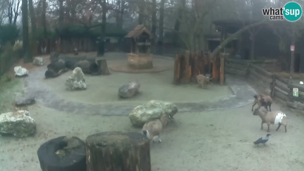 Zoo Zagreb – Cebo dai cornetti