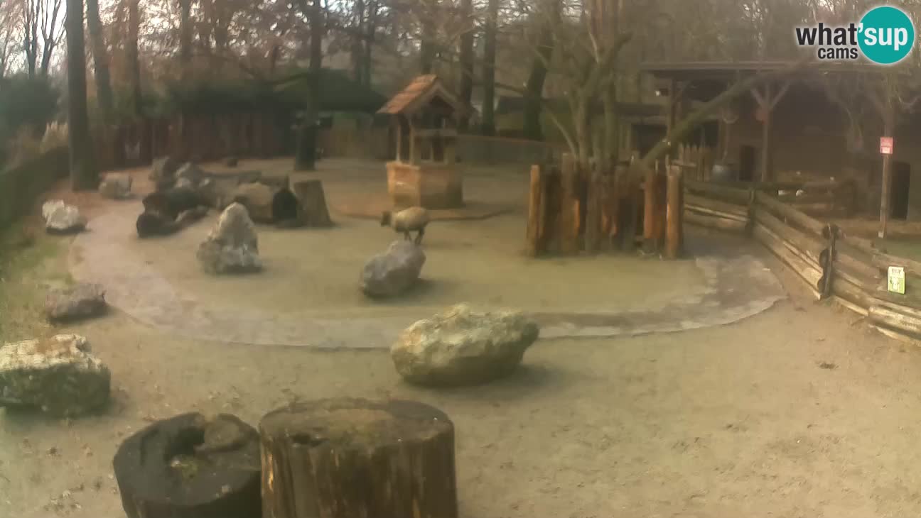 Zoo Zagreb – Haubenkapuziner