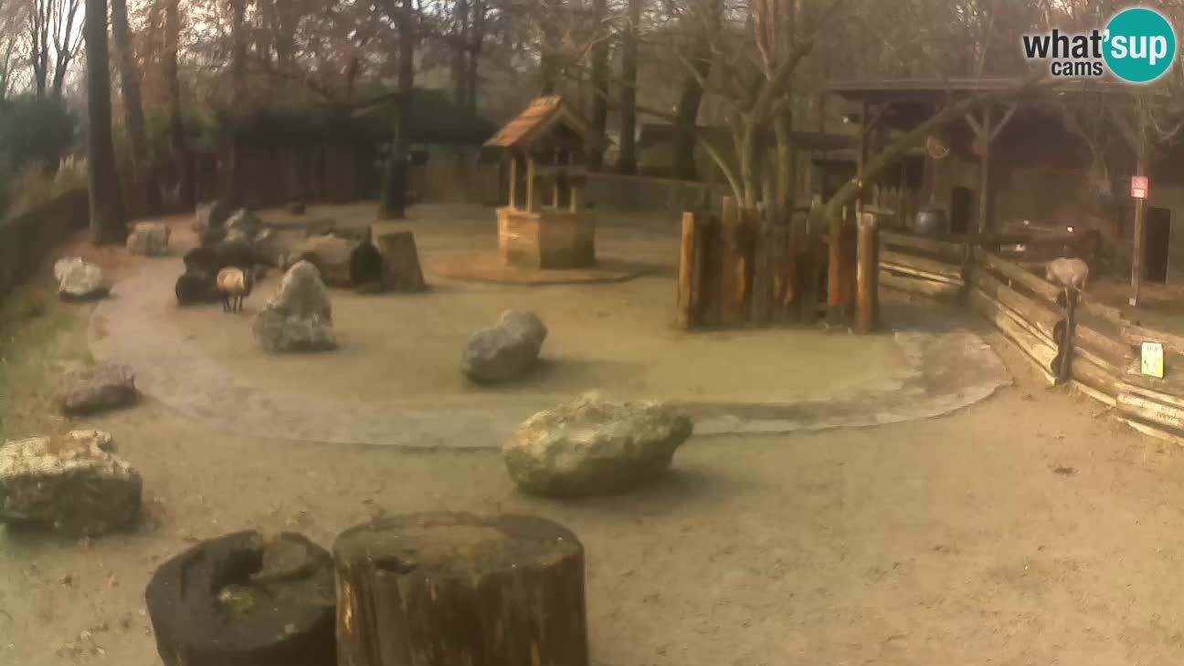 Zoo Zagreb – Rjava kapucinka