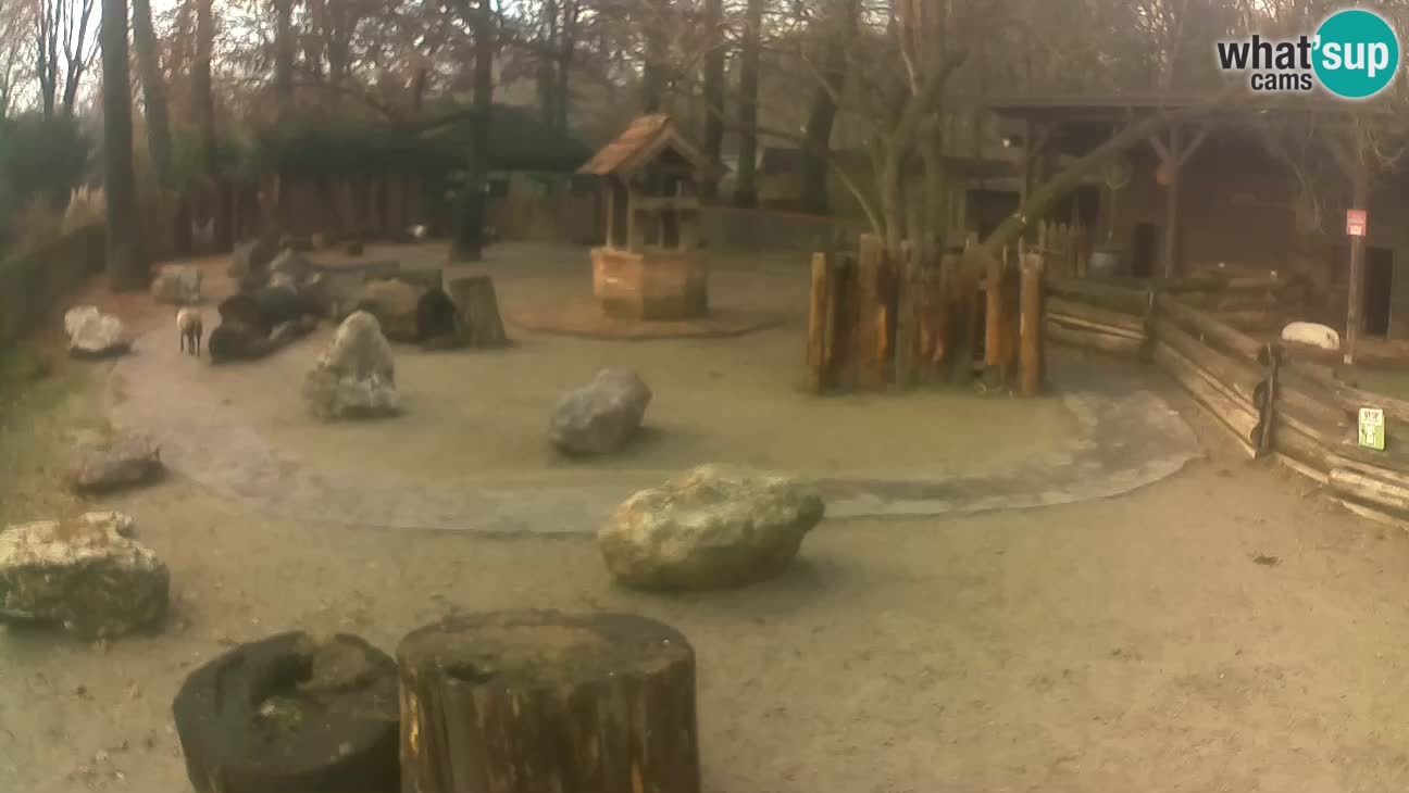 Zoo Zagreb –  Mono maicero