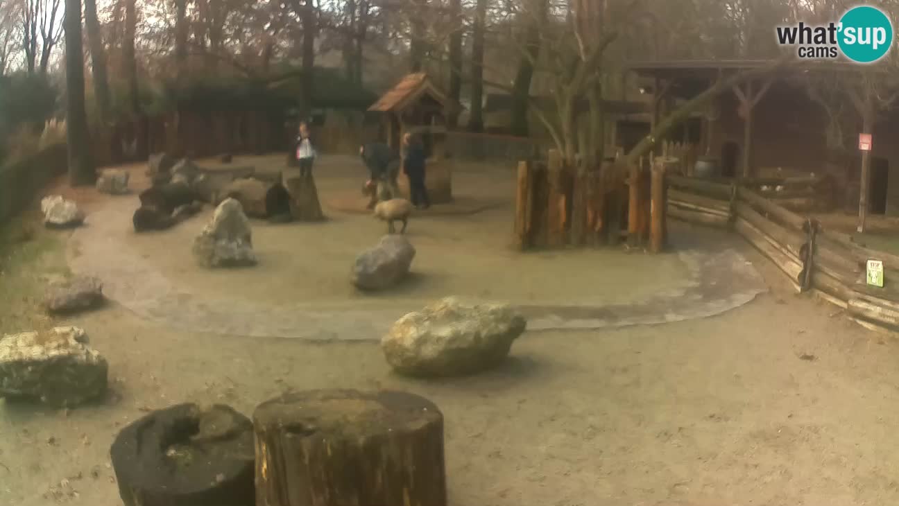 Zoo Zagreb – Cebo dai cornetti