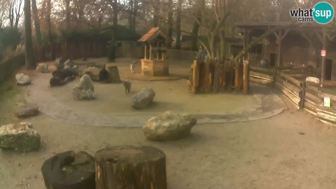 Zoo Zagreb –  Mono maicero