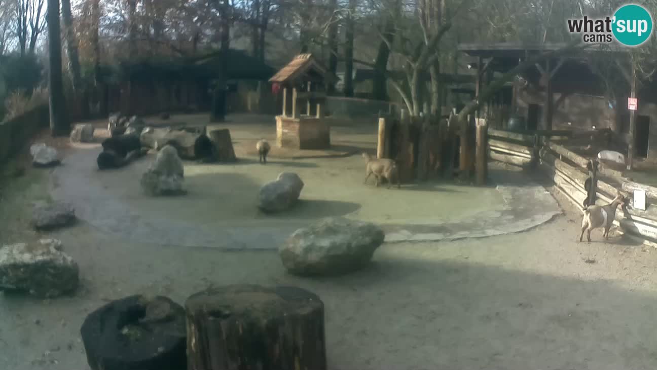 Zoo Zagreb – Rjava kapucinka